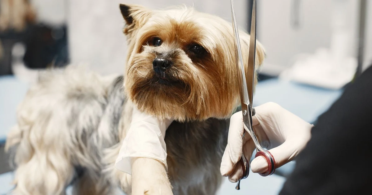 Resultados de Google Maps para peluquería canina en Granada