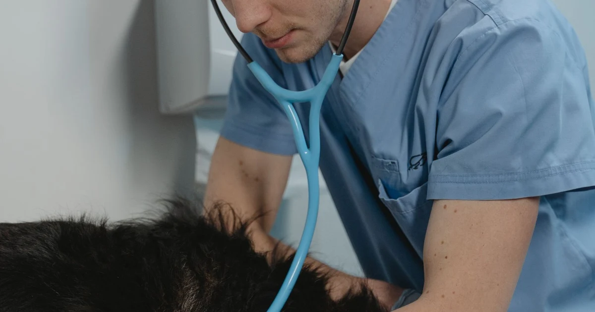 Pack de Google Maps con veterinarias en Granada